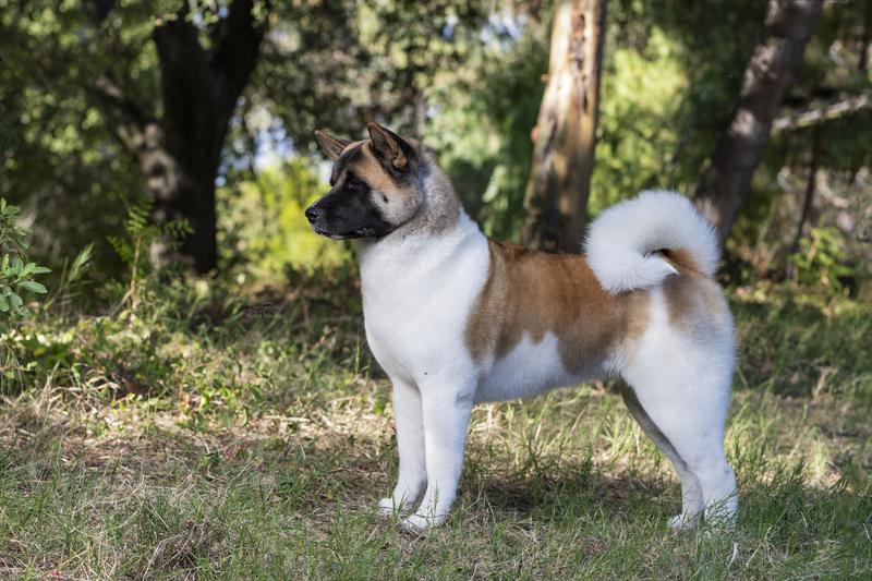 shih tzu 2 months old care